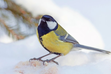 tit with bright yellow plumage in winter