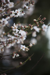 Spring Blossom background
