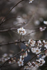 Spring Blossom background