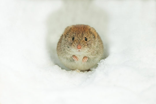 cute Field mouse in snow white