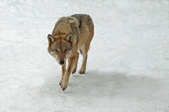 grey wolf with a predatory look.