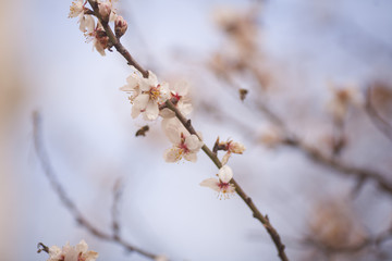 Spring Blossom background