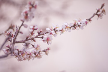 Spring Blossom background