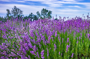 Blooming lavender fields in Little Poland