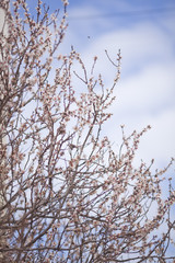 Fototapeta na wymiar Spring Blossom background