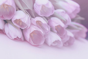 Soft background of pink tulips with dew. Spring flowers, abstract romantic pastel floral background
