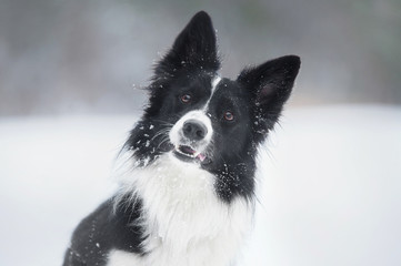 Portrait of a border collie dog that tilt his head