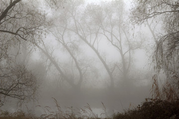 bare willow trees in dense mist