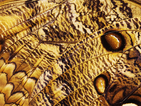 A fragment of a wing of butterfly a forest giant owl butterfly, Caligo eurilochus. Butterfly wing is divided into cells with veins, and covered with scales. The wing is brown with dark pattern