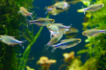 Naklejka premium Small beauty Blue Tetra or Boehlkea fredcochui in planted tropical fresh water aquarium