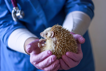 doctor in blue uniform and pretees holds a hedgehog in his arms close-up © ALIAKSANDR