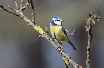 Blaumeise Nahaufnahme