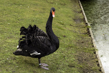 Obraz premium Black swan at Claremont Landscape Garden, Surrey, United Kingdom