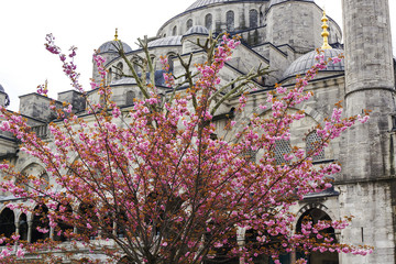 Blossoming Oriental cherry against the background of a fragment of Sultan Ahmed Mosque. Istanbul, Turkey