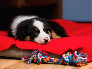 Sad Australian Shepherd purebred puppy, 2 months old with toy. Black Tri color Aussie dog at home on the lair. 