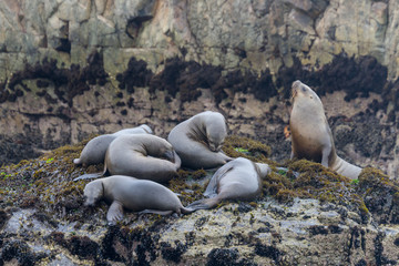 Sea lions on a rock at the coast near Lima