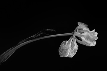 Naklejka premium Wilted flower on black background. Black and white