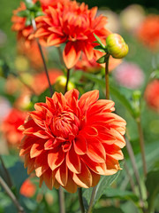 Dahlien, Dahlias
