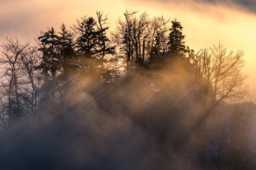 Misty mountain forest landscape in the morning, Poland