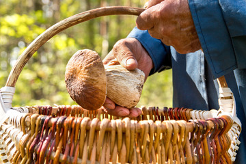 The search for mushrooms in the woods. Mushroom picker. An elderly man puts a white mushroom in the basket. - obrazy, fototapety, plakaty