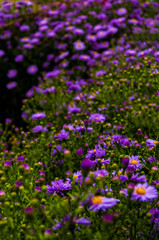 Purple daisies in the garden