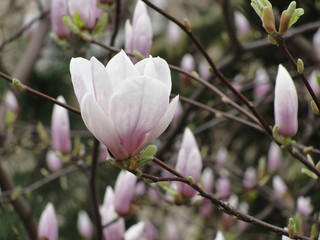 Obraz premium pink flower of magnolia in spring