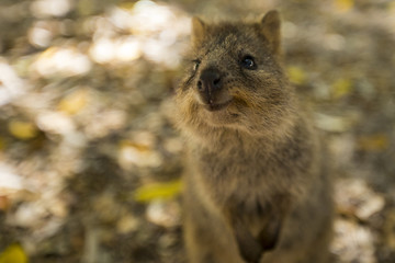 A Quokka smiles for the camera on Rottnest Island near Perth in Western Australia