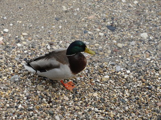 mandarin duck near the water