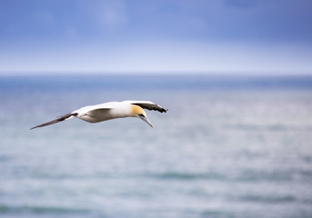 Fototapeta na wymiar A Gannet flies high above its colony at Muriwai Beach near Auckland, New Zealand