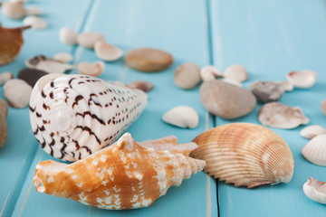Seashells on blue wood, sea vacation background