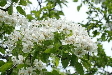 a flowers on the cherry tree in the garden on spring