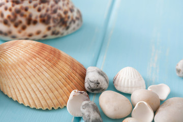 Seashells on blue wood, sea vacation background