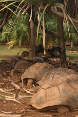 Naklejka premium big seycheles turtles 