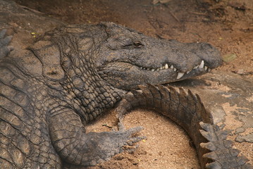 crocodile, reptile, alligator at wildlife 