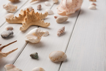 Seashells on white wood, sea vacation background