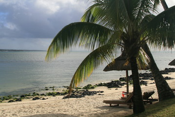 Fototapeta na wymiar palm at the beach with white sand at mauritius island
