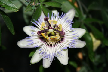  flower of passion in the garden