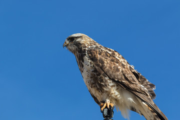Rough Legged Hawk
