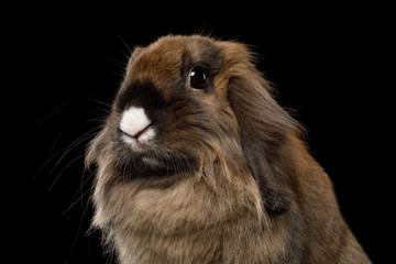 Obraz premium Close-up Brown Rabbit with white nose on Isolated Black Background