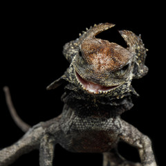 Obraz premium Atak jaszczurki z falbanką z bliska, znany również jako jaszczurka z falbankami, Chlamydosaurus kingii, na odosobnionym czarnym tle