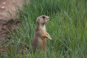 Utah Prairie Dog - Bryce Canyon National Park