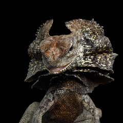 Obraz premium Close-up Frill-necked lizard attack, also known as the frilled lizard, Chlamydosaurus kingii, on isolated Black Background