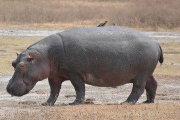 Hippopotame de profil