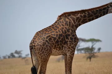 Crédence de cuisine en verre imprimé Girafe Corps de girafe