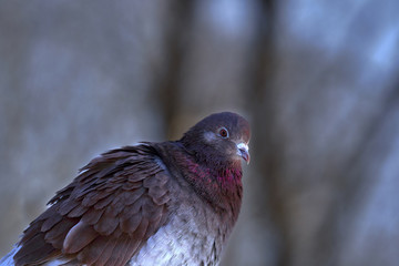 Portrait of a beautiful home pigeon on a sunny spring day. The head of a dove close-up. Pigeon farm.