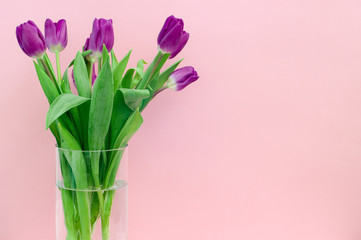 Lilac tulips in a vase on a pink background
