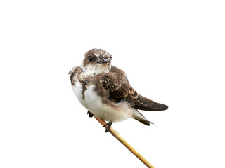 Sand martin (Riparia riparia)