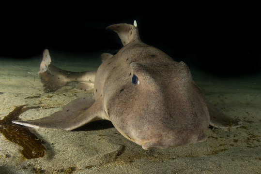 Close Up Of A Horn Shark 