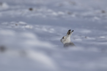 mountain hare, lepus timidus, in snow running and sitting in march, cairngorm national park, scotland