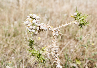 snails in hibernation on a branch of a thistle in nature